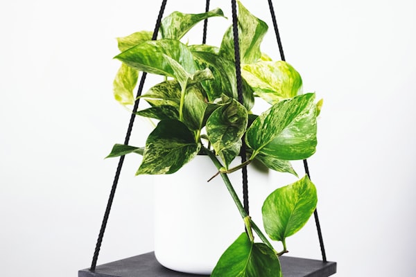 欧冠足球赛前新闻发布会现场 - 教练正在回答记者提问